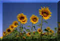 girasole.jpg (46278 byte)